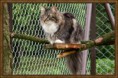 /album/coreyho-predkovia/ic-danika-togo-pl-jpg1/
